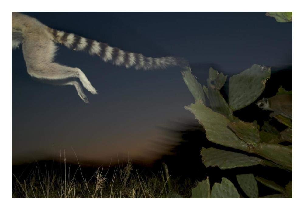 Ring-tailed Lemur leaping from a cactus, vulnerable, Berenty Private Reserve, Madagascar-Paper Art-26x18”