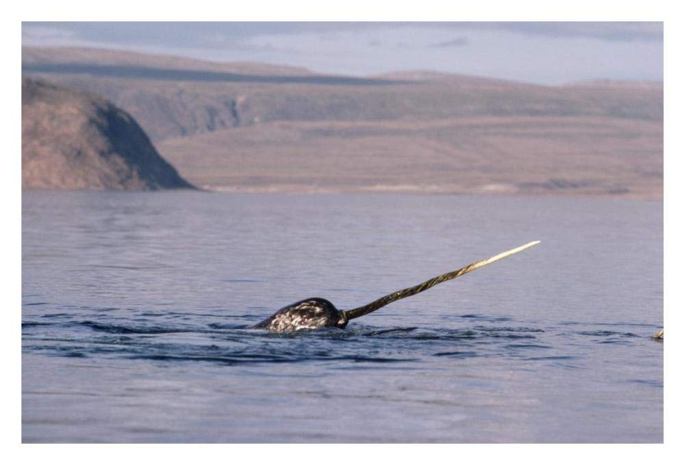Narwhal surfacing, Baffin Island, Nunavut, Canada-Paper Art-32x22”