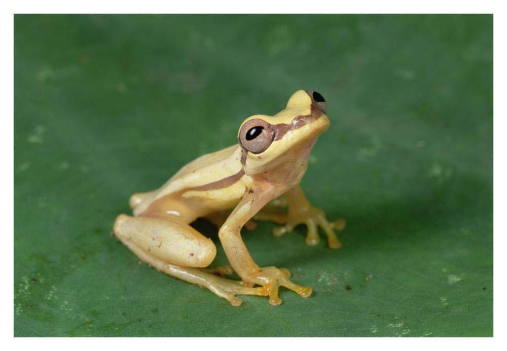 Snouted Treefrog near Santiago Island, Galapagos Islands, Ecuador-Paper Art-38x26”