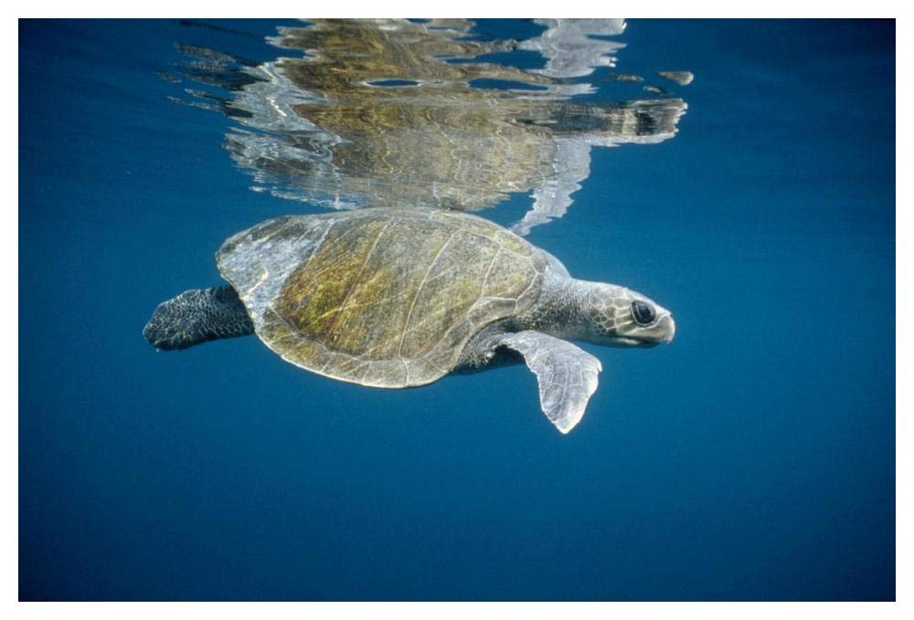 Olive Ridley Sea Turtle swimming in open ocean, Galapagos Islands, Ecuador-Paper Art-50x34”