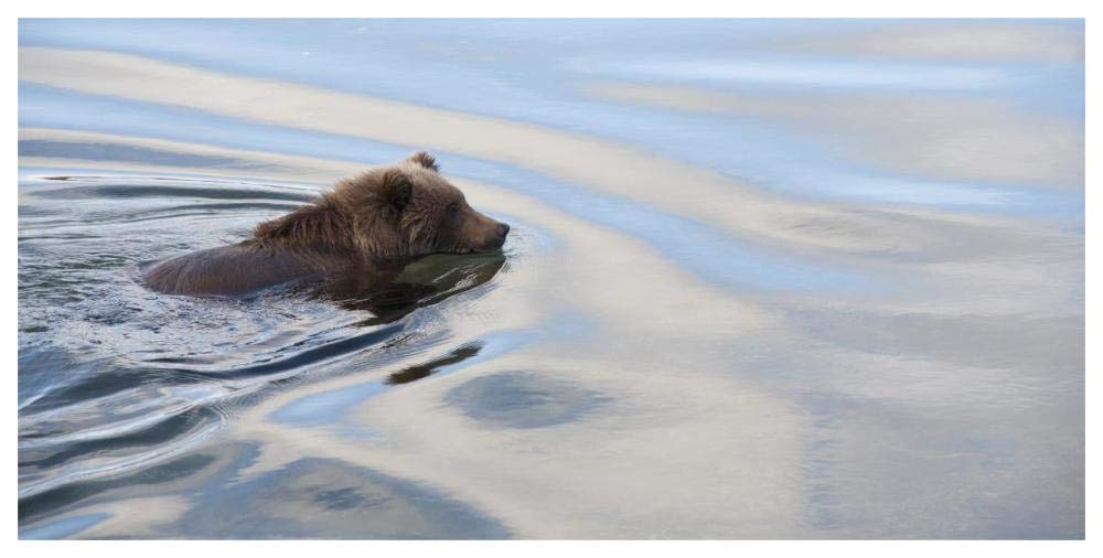 Grizzly Bear swimming, Katmai National Park, Alaska-Paper Art-62x32”