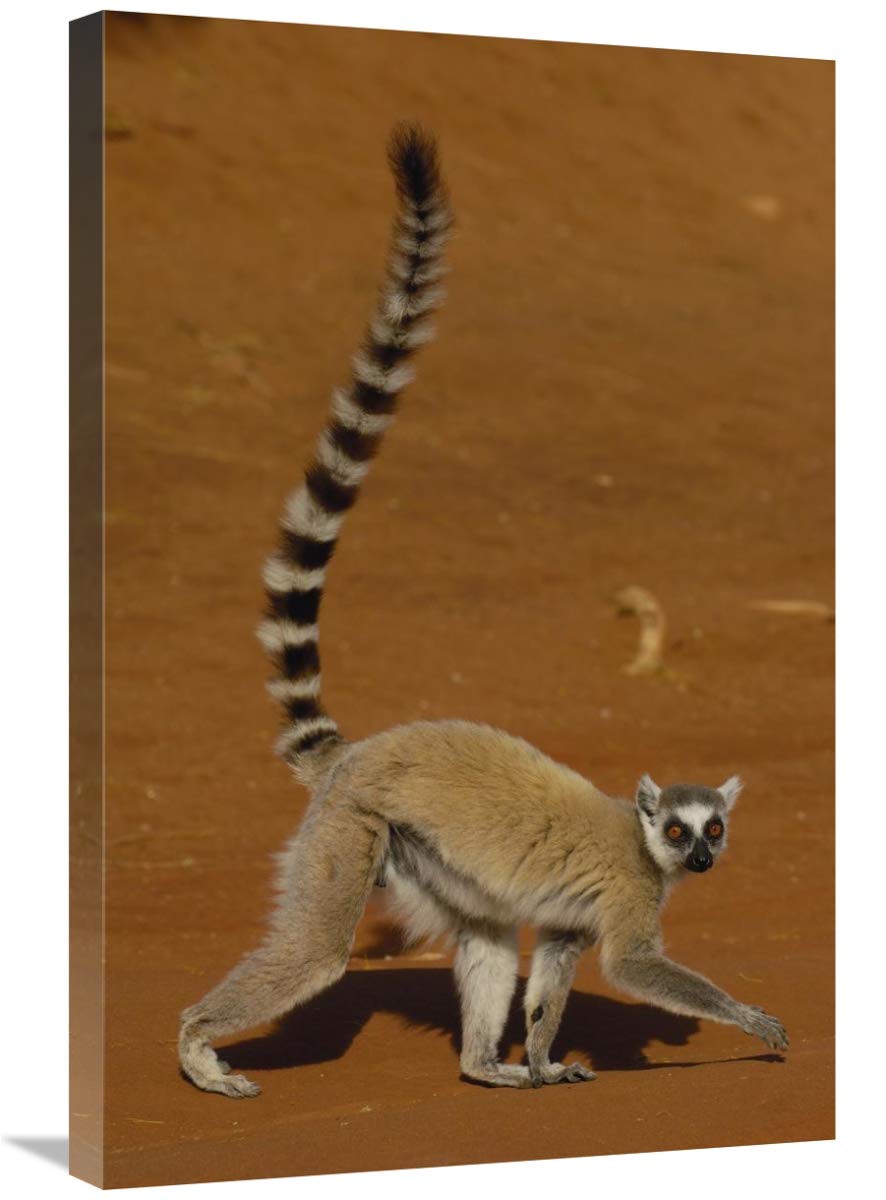 Ring-tailed Lemur walking, Berenty Reserve, Madagascar-Canvas Art-20x30”
