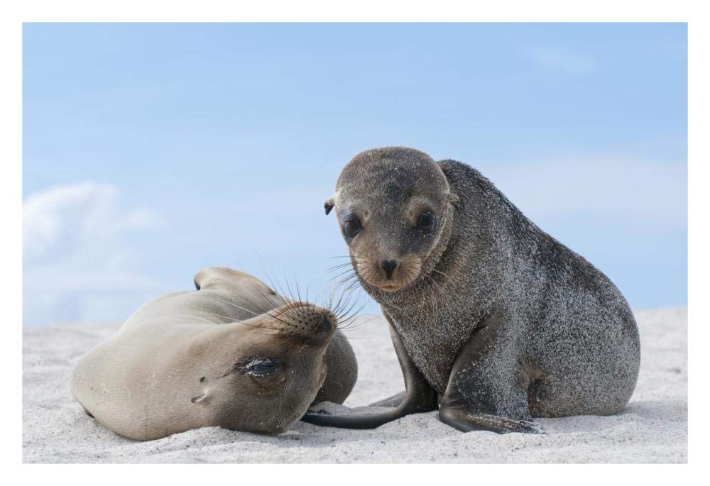 Galapagos Sea Lion female and pup, Galapagos Islands, Ecuador-Paper Art-32x22”