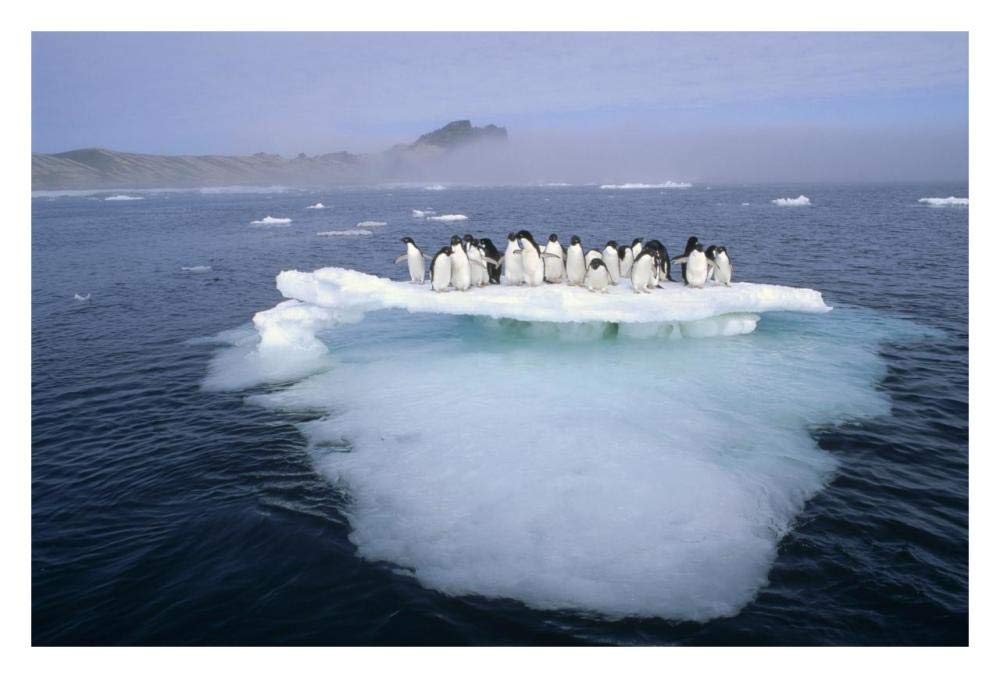 Adelie Penguin group crowding on melting summer ice floe, Possession Island, Ross Sea, Antarctica-Paper Art-32x22”