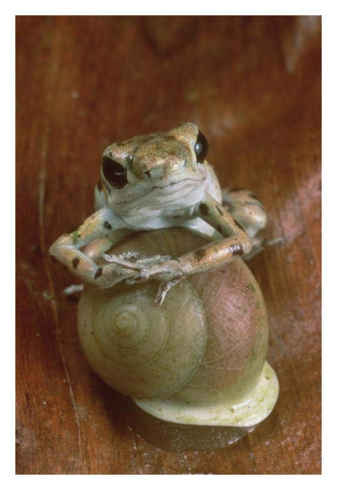 Strawberry Poison Dart Frog resting on snail, Panama-Paper Art-22x32”