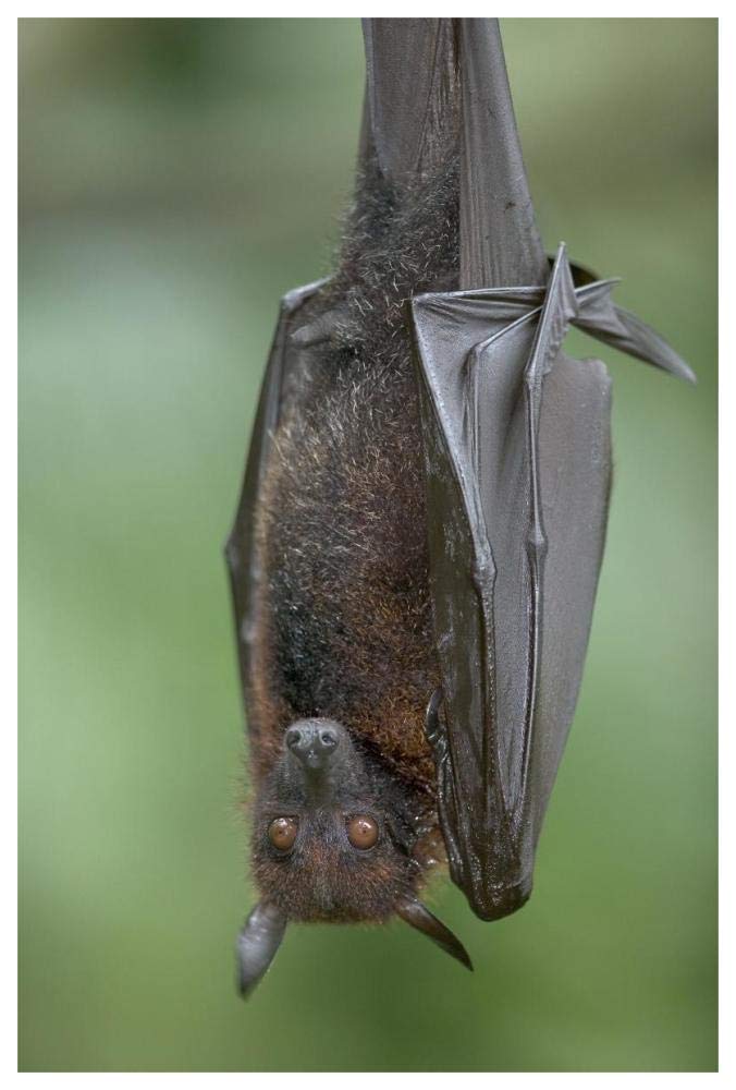 Flying Fox-Paper Art-42x62”