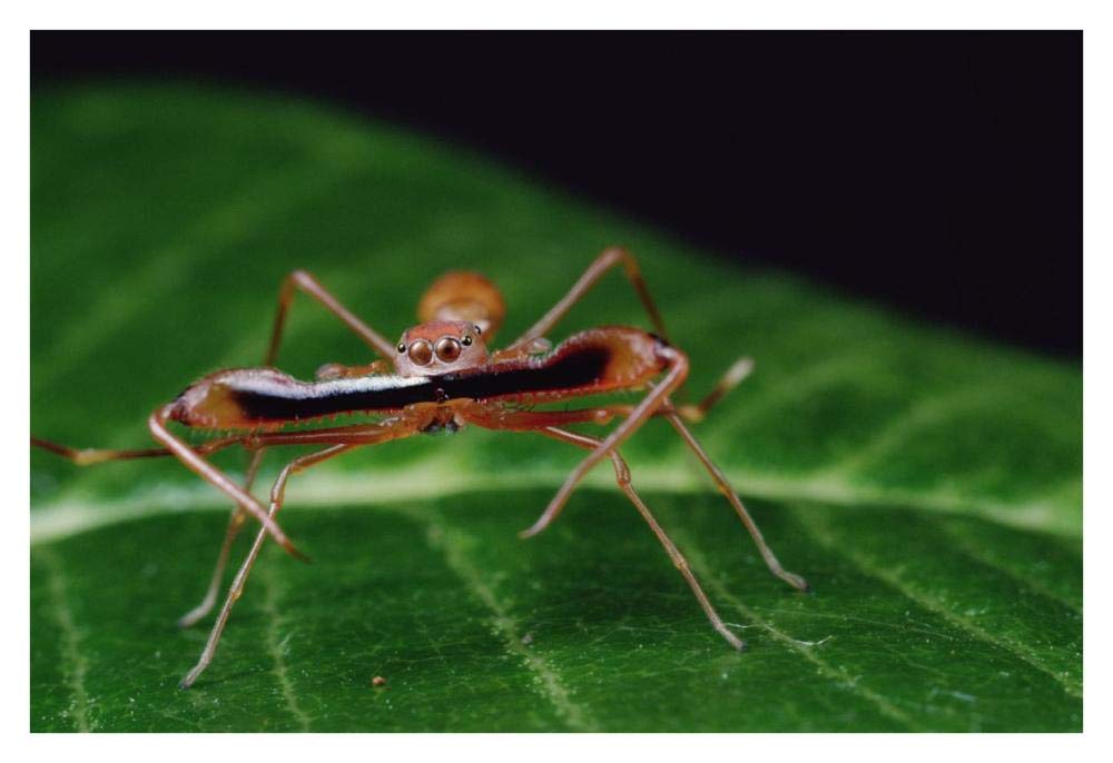 Kerengga Ant-like Jumper males fighting, Sri Lanka-Paper Art-38x26”
