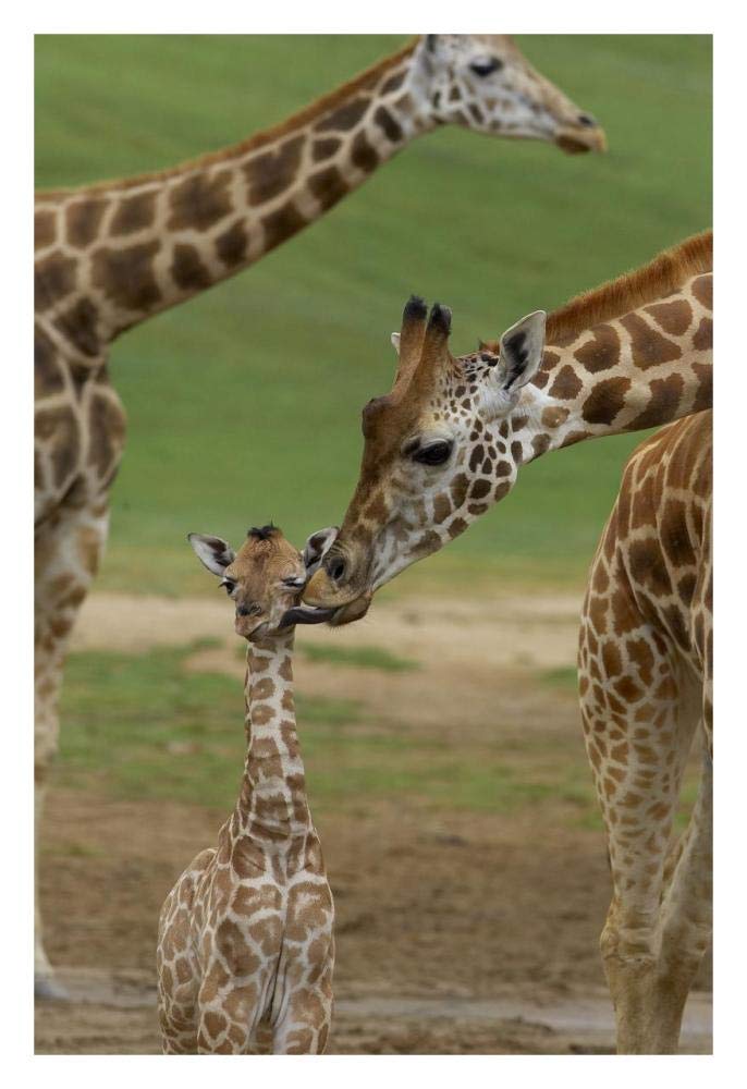 Rothschild Giraffe mother kissing calf, native to Africa-Paper Art-22x32”