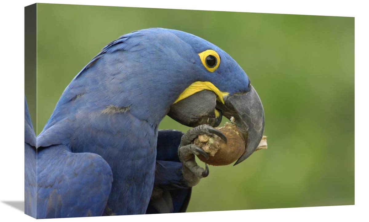 Hyacinth Macaw in Cerrado habitat eating Piassava Palm nuts, Brazil-Canvas Art-24x16”