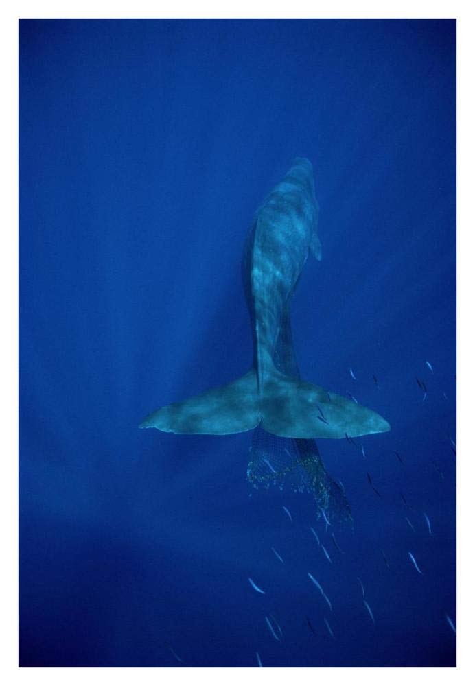 Sperm Whale entangled in net, Hawaii-Paper Art-26x38”