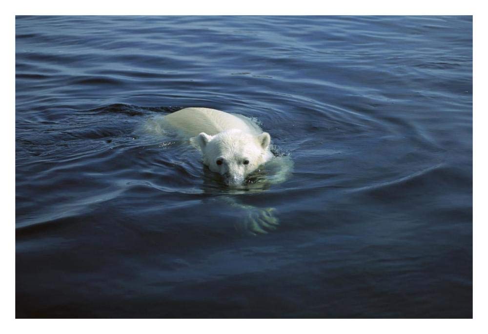 Polar Bear swimming, Wager Bay, Canada-Paper Art-32x22”