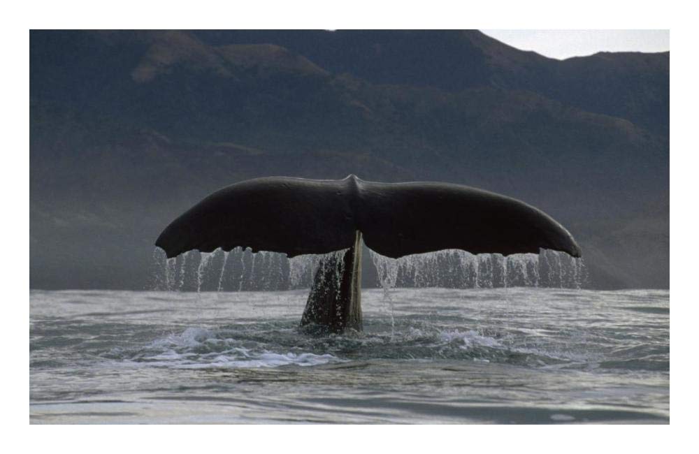 Sperm Whale tail, New Zealand-Paper Art-24x15.64”