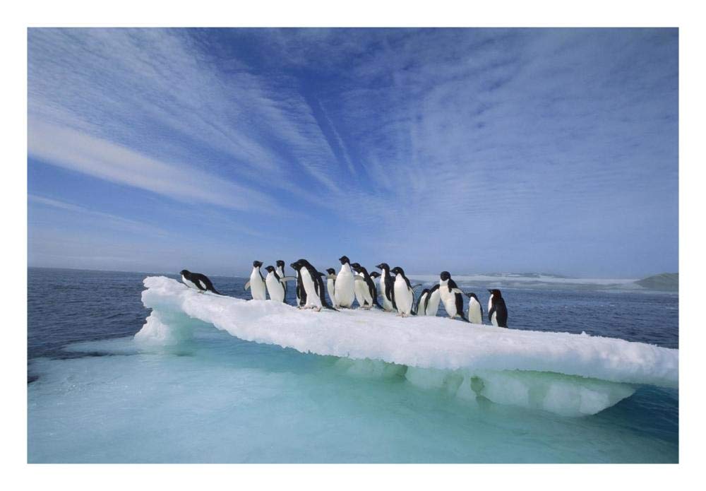 Adelie Penguin group crowding on melting summer ice floe, Possession Island, Ross Sea, Antarctica-Paper Art-26x18”