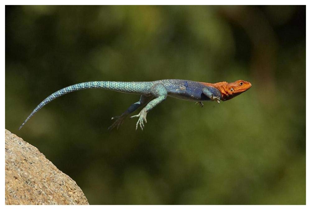 Red-headed Rock Agama male lizard jumping, native to Africa-Paper Art-62x42”