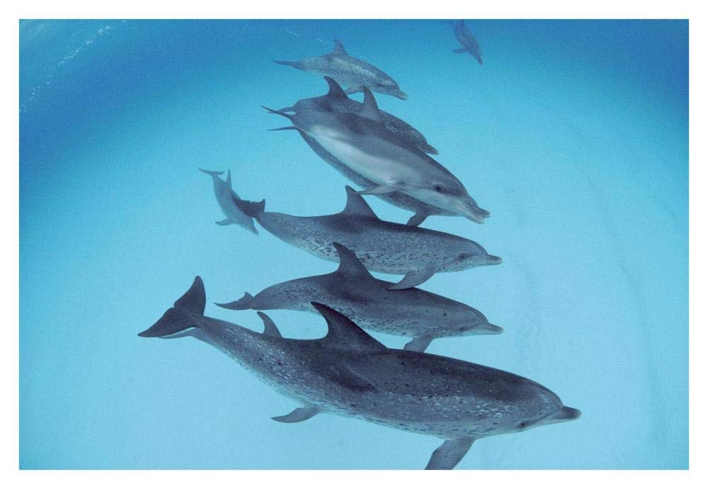 Bottlenose Dolphin swimming with pod of Atlantic Spotted Dolphins, Bahamas-Paper Art-38x26”