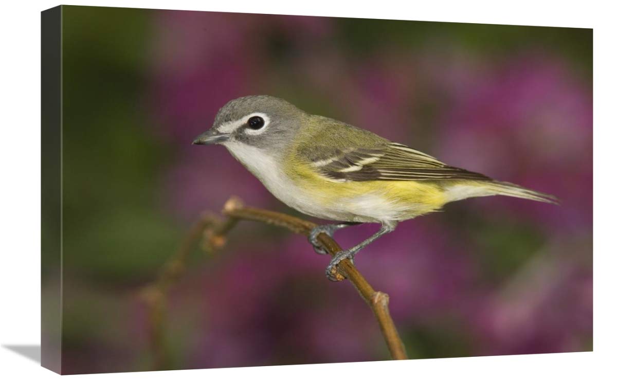 Blue-headed Vireo perched on branch, Rio Grande Valley, Texas-Canvas Art-24x16”