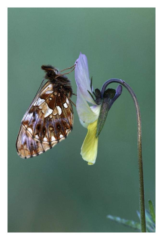 Weavers Fritillary adult on Pansy Europe-Paper Art-22x32”