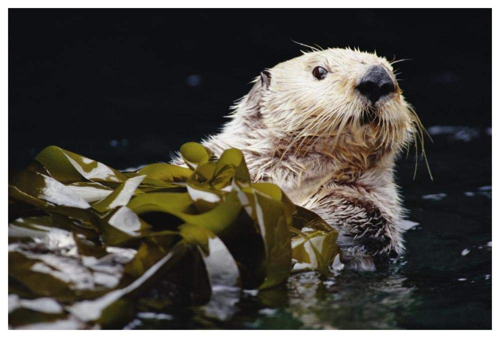Sea Otter portrait in Kelp, Pacific coast, North America-Paper Art-62x42”