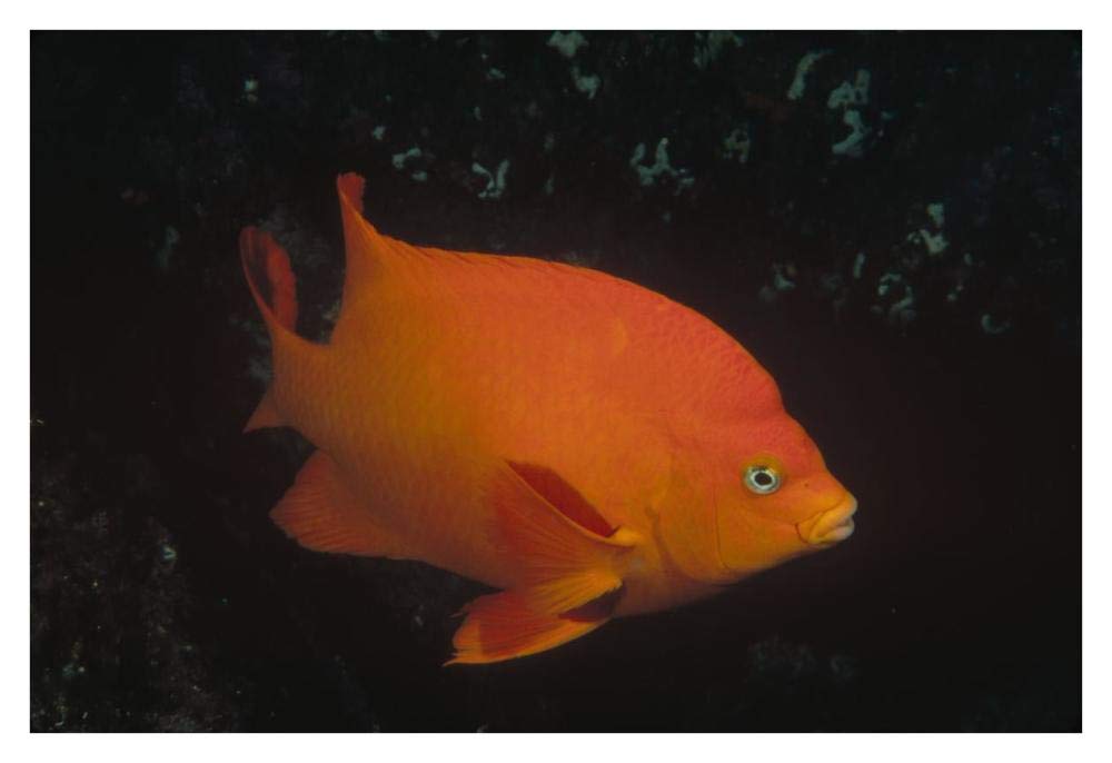Garibaldi adult portrait, Channel Islands National Park, California-Paper Art-38x26”