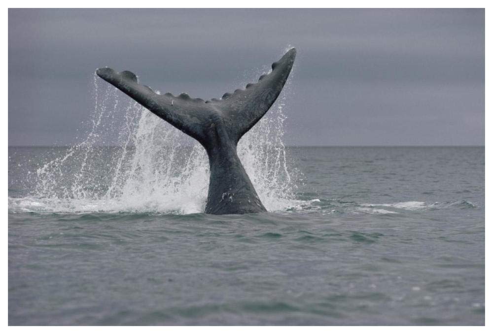 Southern Right Whale tail, Peninsula Valdez, Argentina-Paper Art-62x42”