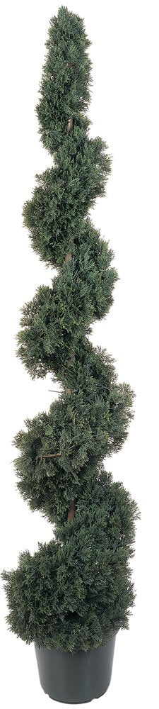 5 Cedar Spiral Silk Tree (In-door/Out-door)