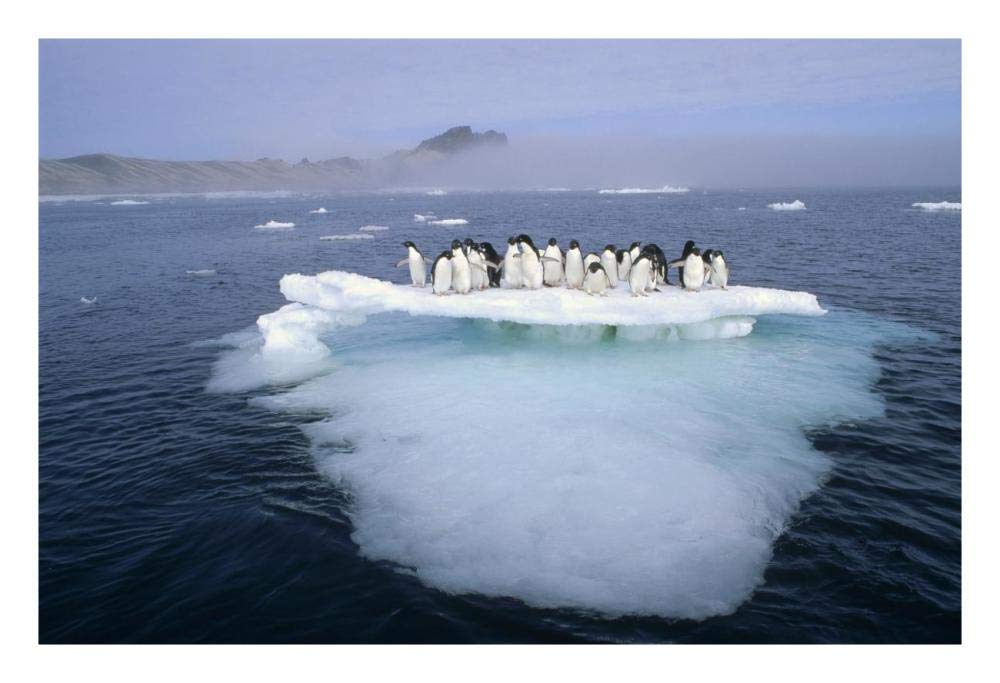 Adelie Penguin group crowding on melting summer ice floe, Possession Island, Ross Sea, Antarctica-Paper Art-26x18”