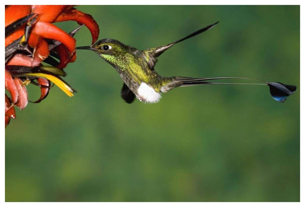 Booted Racket-tail hummingbird male feeding at flower, western slope of Andes, Ecuador-Paper Art-62x42”