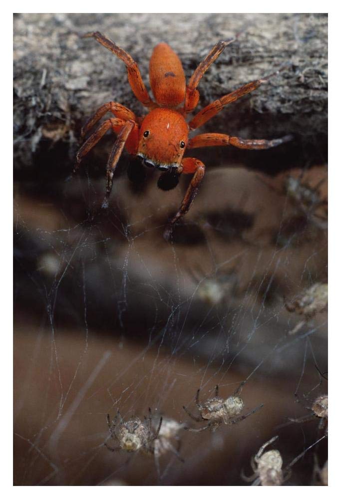 Subterranean jumping spider hunting baby spiders, Kenya-Paper Art-14x20”