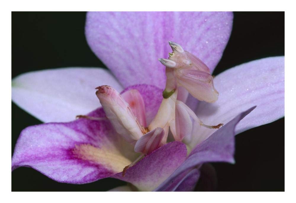 Orchid Mantis female mimicking a pink flower, Cameron highlands near Tapah in West Malaysia-Paper Art-26x18”