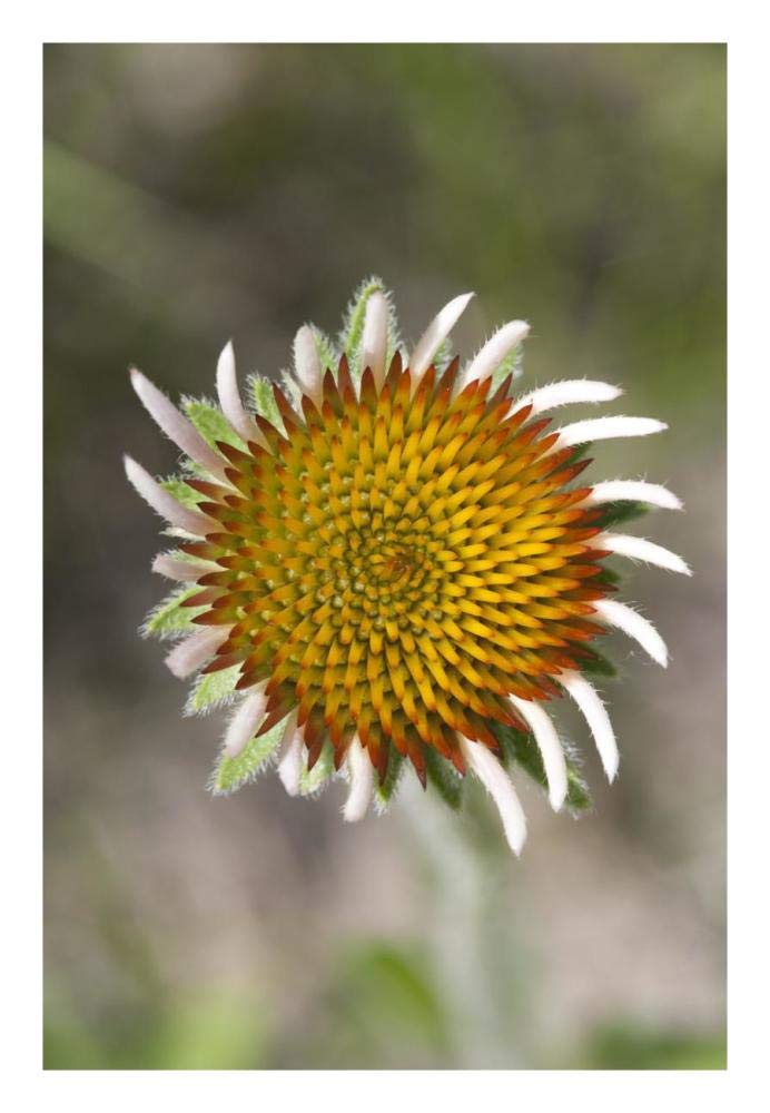 Blacksamson Echinacea flower growing petals, Spruce Woods Provincial Park, Manitoba, Canada-Paper Art-18x26”