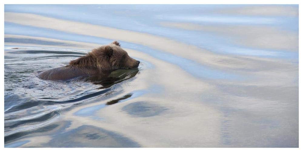 Grizzly Bear swimming, Katmai National Park, Alaska-Paper Art-74x38”