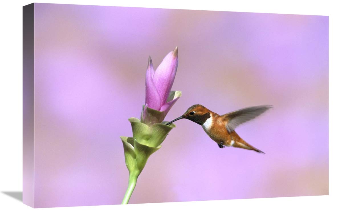 Rufous Hummingbird male feeding at flower, Green Valley, Arizona-Canvas Art-24x16”