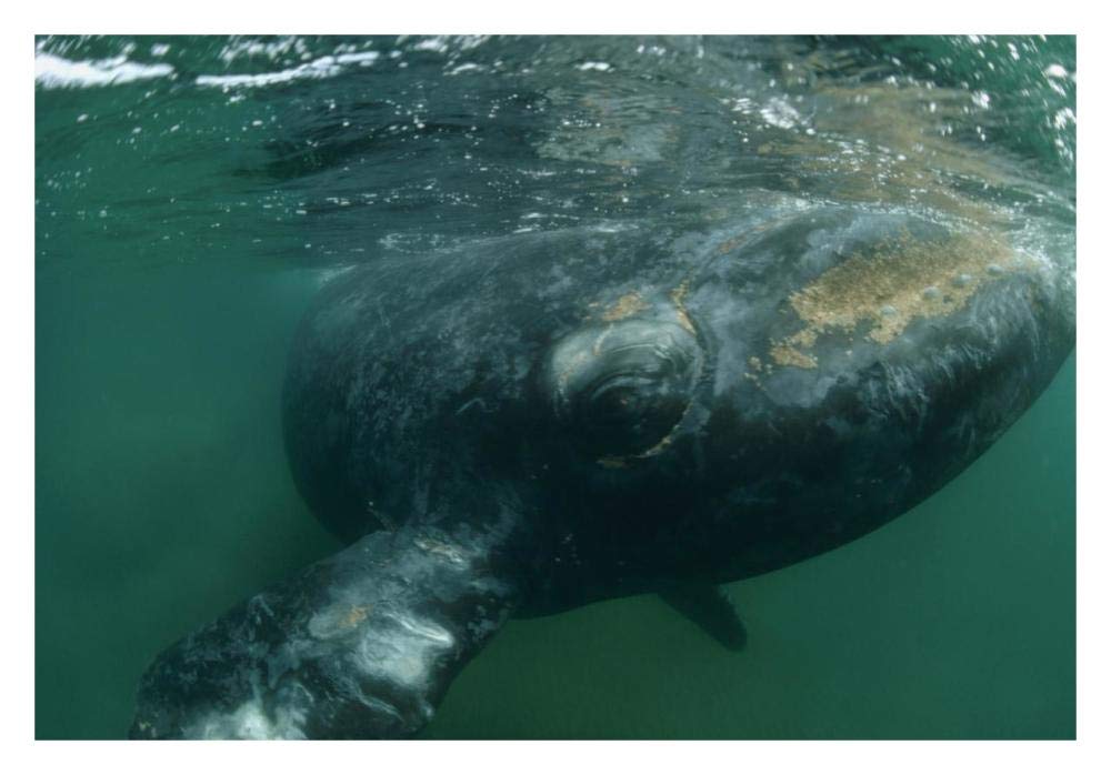 Southern Right Whale close up, underwater near surface, Argentina-Paper Art-32x22”