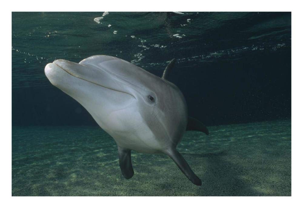 Bottlenose Dolphin underwater portrait, Hawaii-Paper Art-26x18”