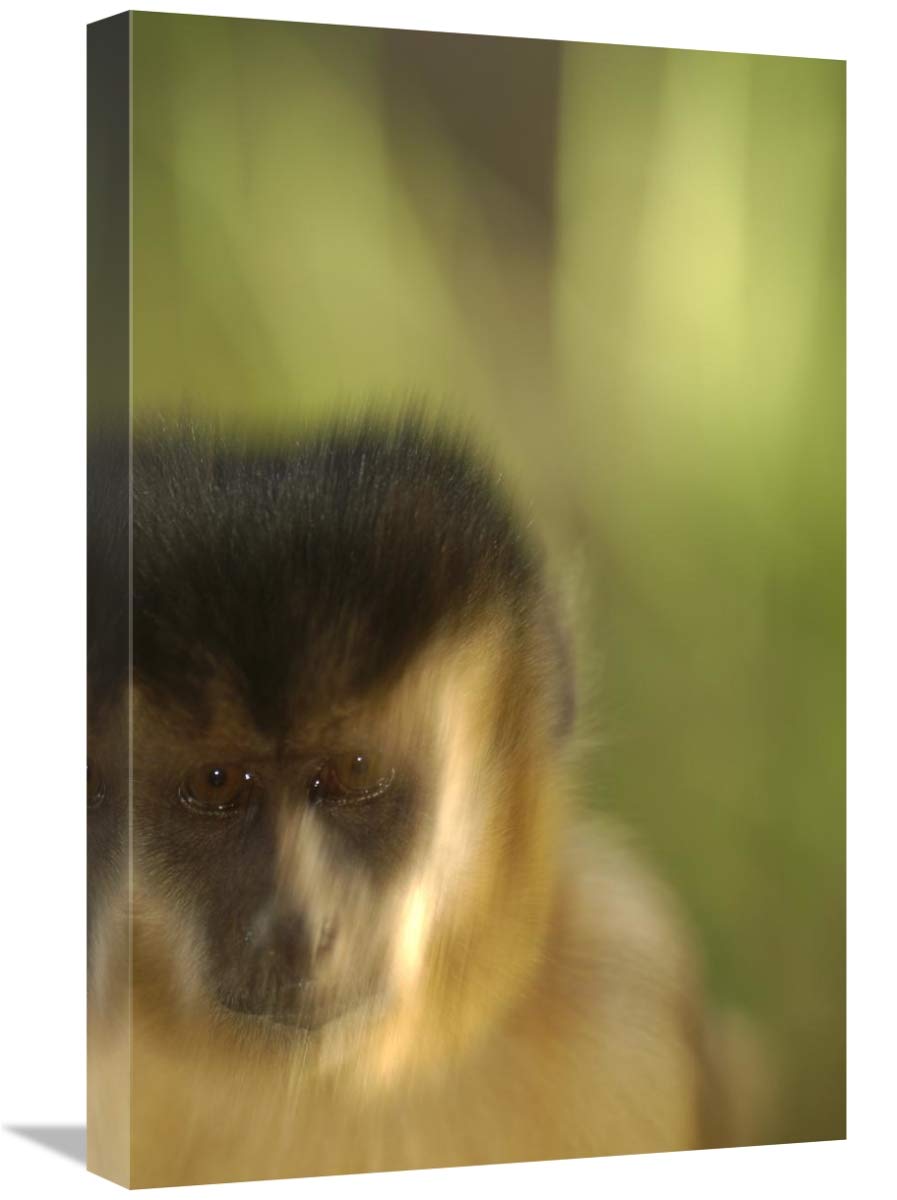 Brown Capuchin portrait in Cerrado habitat, Piaui State, Brazil-Canvas Art-16x24”