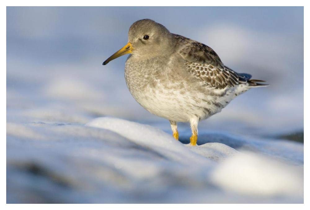Purple Sandpiper standing in the foam of the surf, Den Helder, Netherlands-Paper Art-50x34”