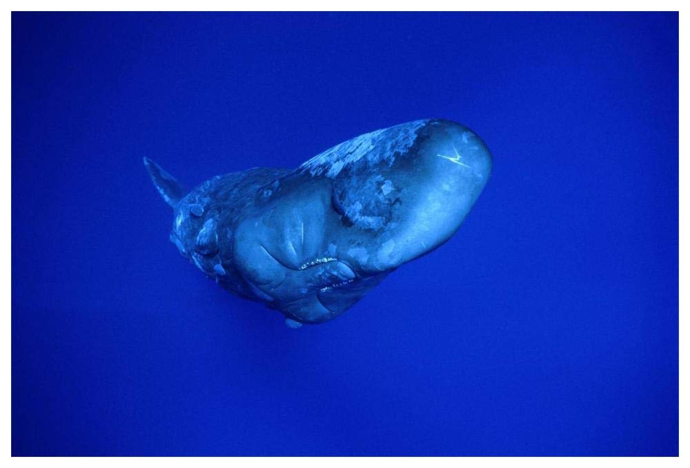 Sperm Whale,Dominica-Paper Art-62x42”