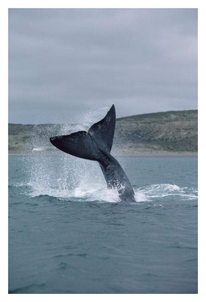 Southern Right Whale tail lob, Peninsula Valdez, Argentina-Paper Art-26x38”