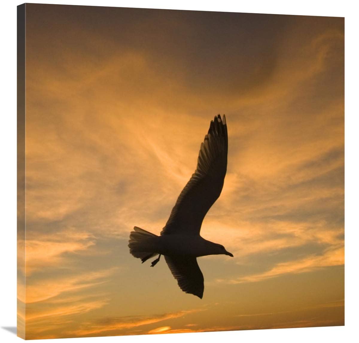 Mew Gull silhouetted at sunset in La Jolla, California-Canvas Art-36x36”