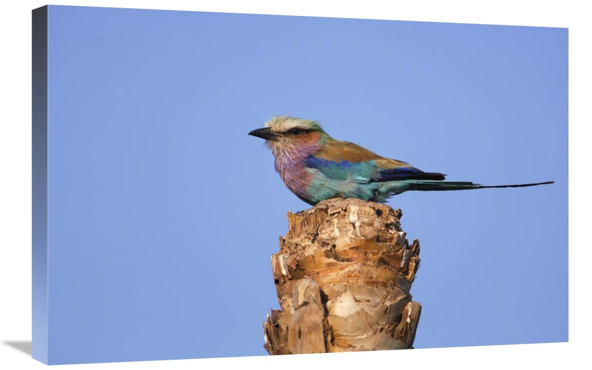 Lilac-breasted Roller perched atop a stump, Africa-Canvas Art-30x20”