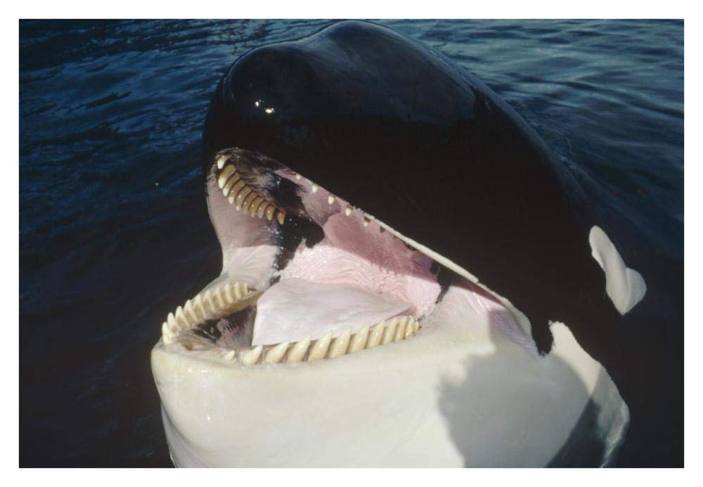 Orca portrait, North America-Paper Art-38x26”