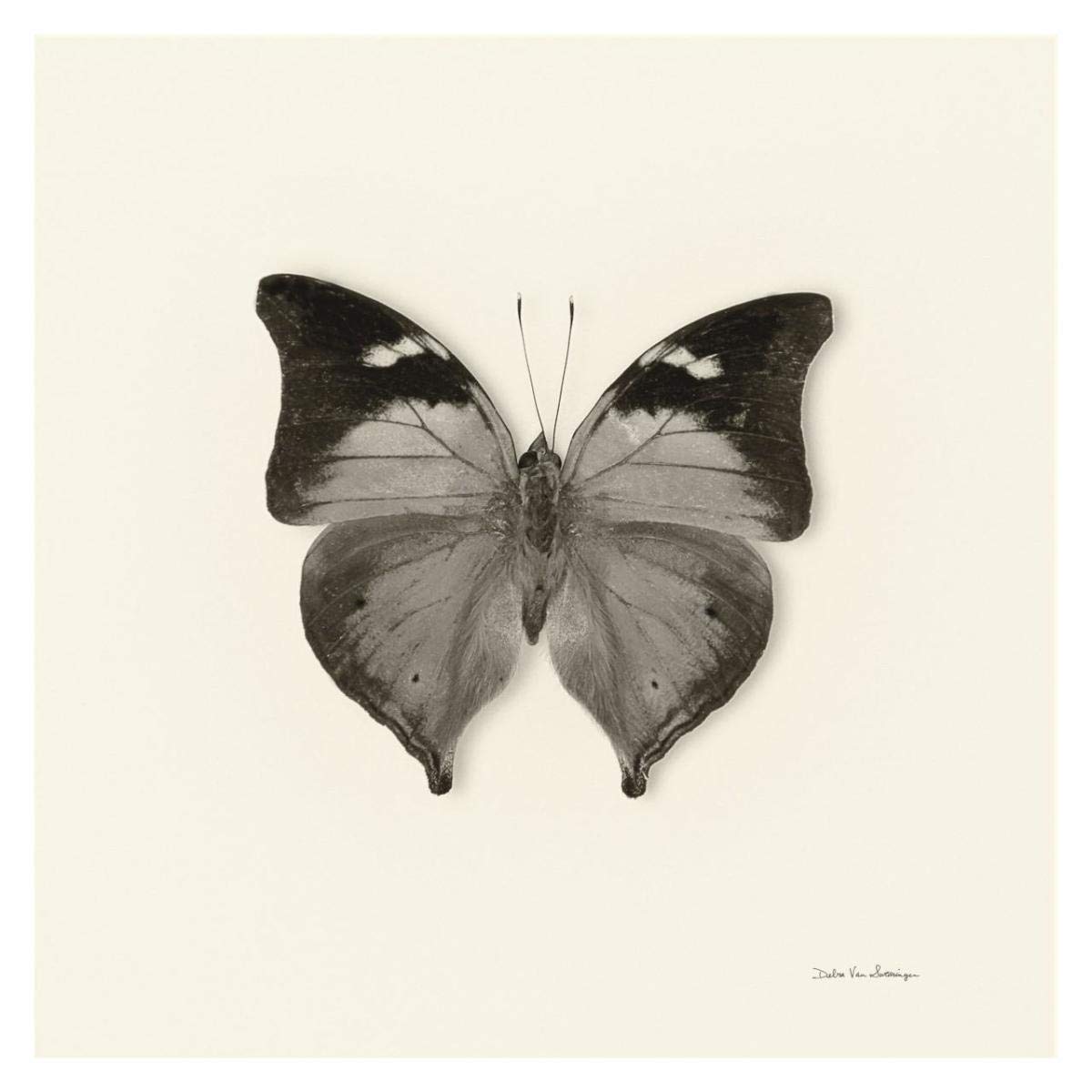 Butterfly VII - BW -Paper Art-32x32”