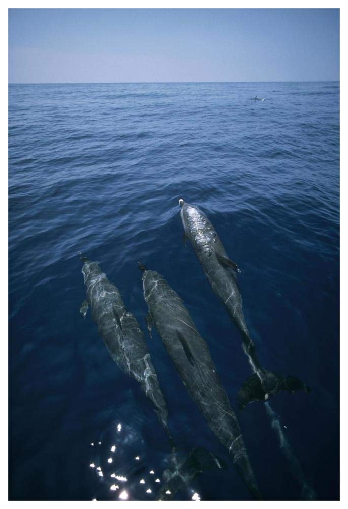 Bottlenose Dolphin trio surfacing, Shark Bay, Australia-Paper Art-42x62”