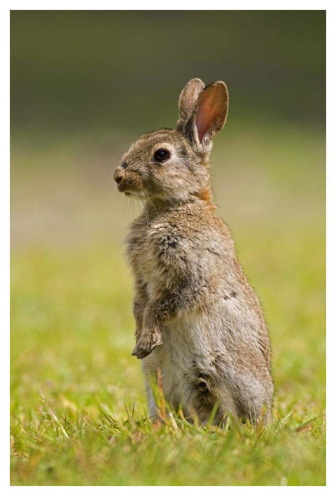 European Rabbit juvenile standing upright, Veenklooster, Friesland, Netherlands-Paper Art-34x50”