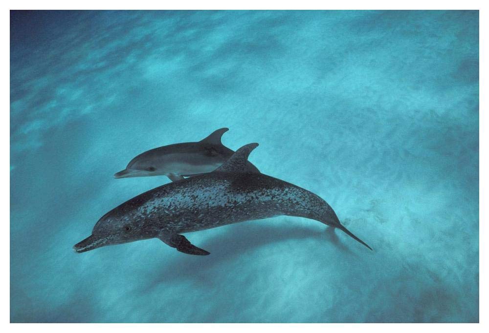 Atlantic Spotted Dolphin, pair underwater, Bahamas-Paper Art-50x34”