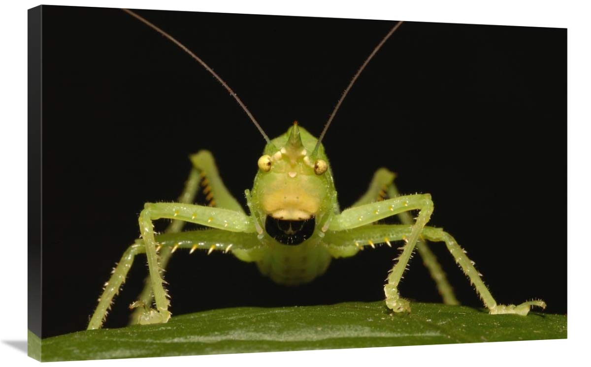 Katydid close-up portrait, Ecuador-Canvas Art-36x24”