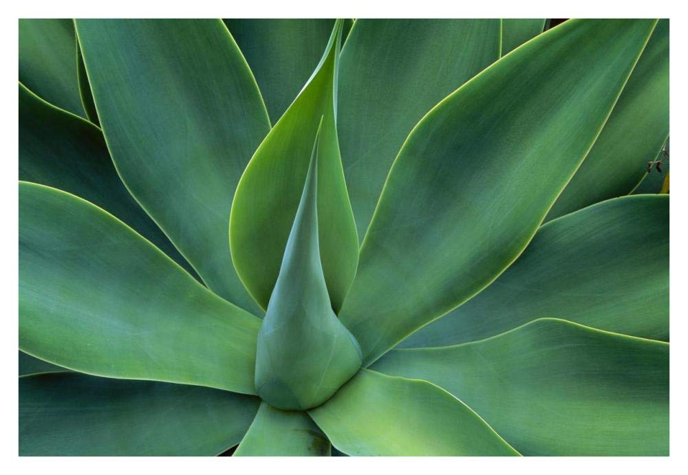 Fox Tail Agave leaves close up, succulent, native to the mountains of central Mexico-Paper Art-38x26”