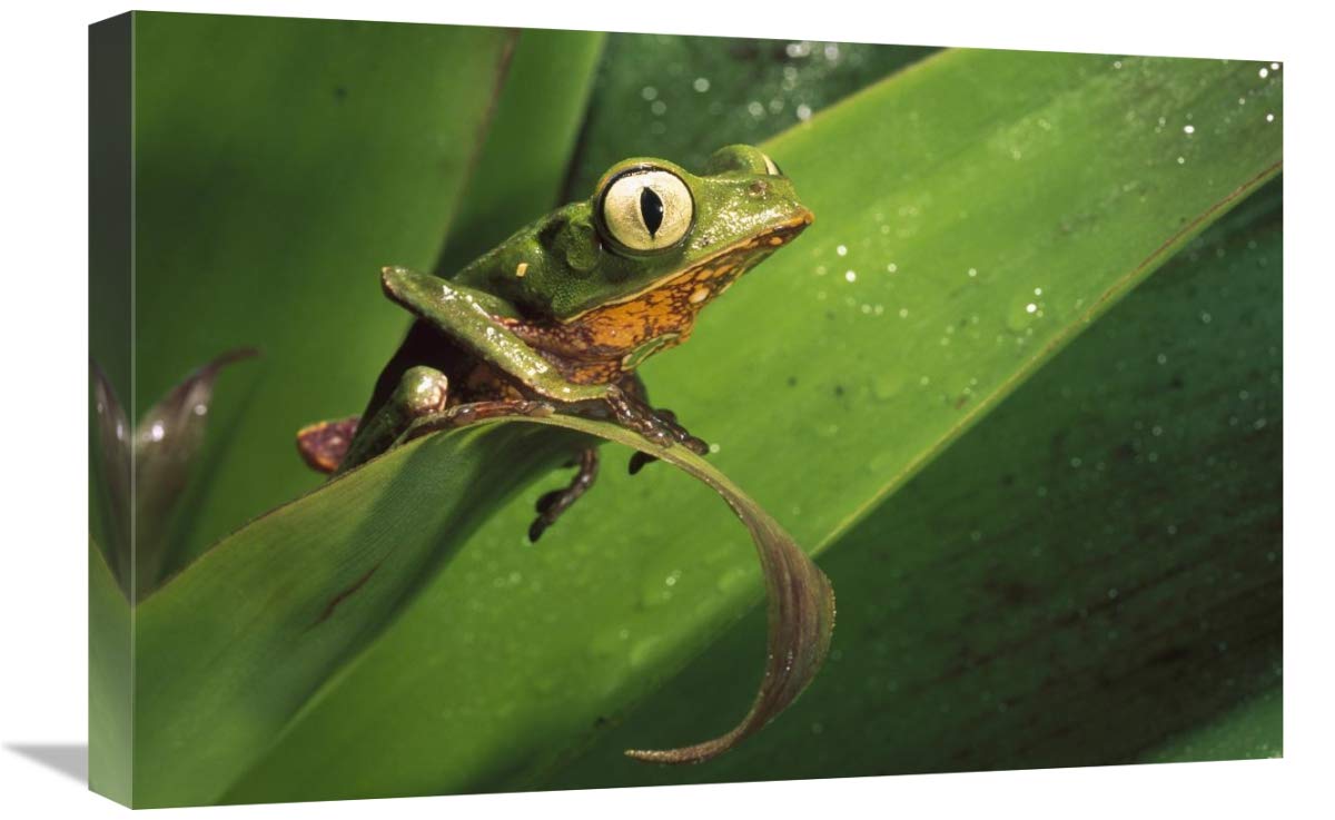 White-lined Leaf Frog on a leaf in the Amazon rainforest, Pastaza, Ecuador-Canvas Art-24x16”