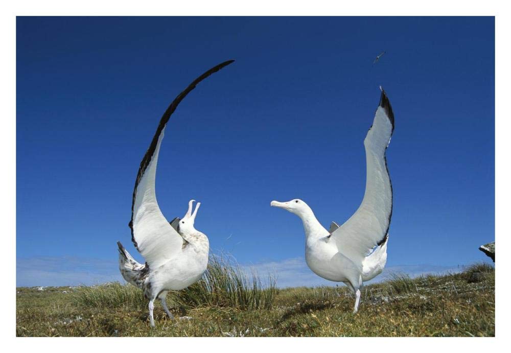 Gibsons Wandering Albatross courtship display, Adams Island, Aucklands Group, New Zealand-Paper Art-32x22”