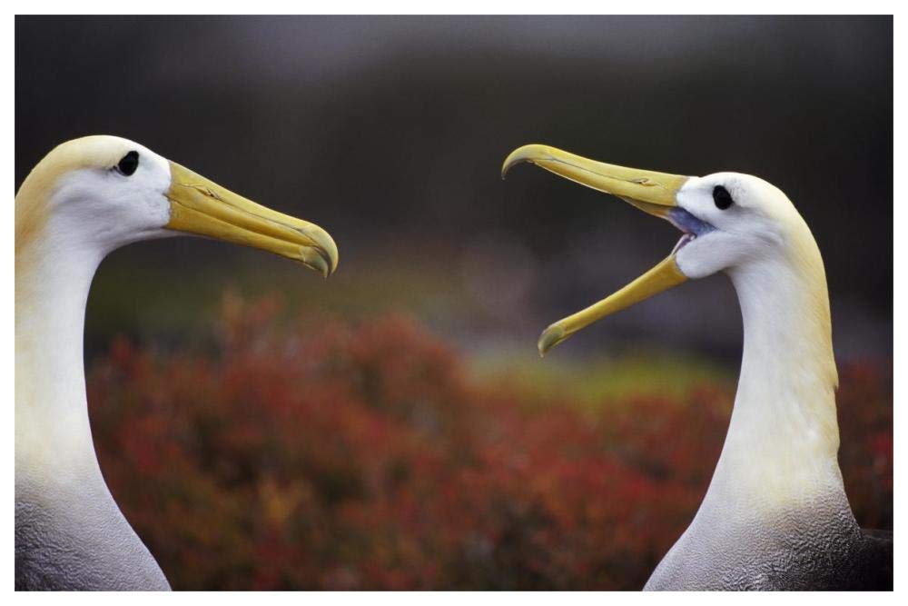 Waved Albatross courtship display, Punta Cevallos, Galapagos Islands, Ecuador-Paper Art-62x42”